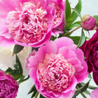 Pink Picasso Paint By Number Kit